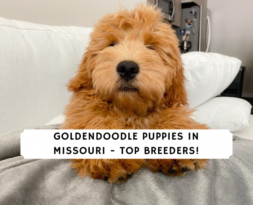 Goldendoodle Puppies In Missouri Top 5 Breeders 2021 We Love Doodles