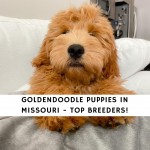 Goldendoodle Puppies In Missouri