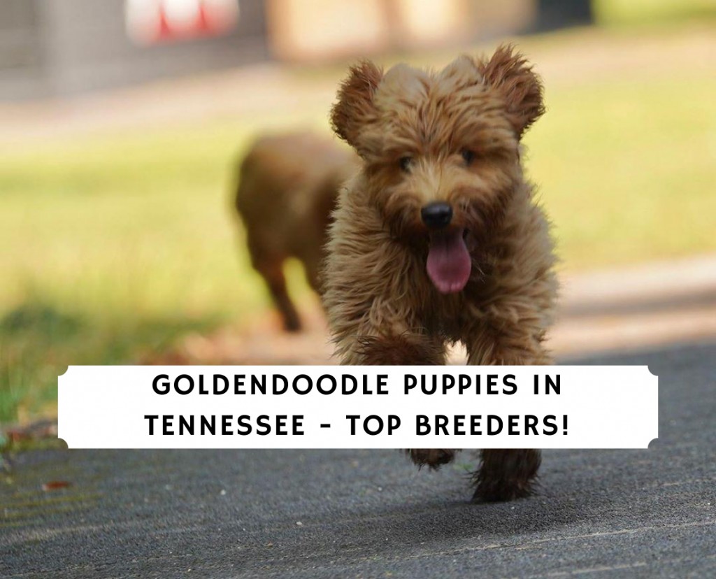 Goldendoodle kölykök Tennessee-ben