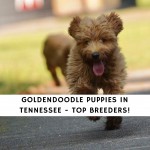 Goldendoodle Puppies In Tennessee