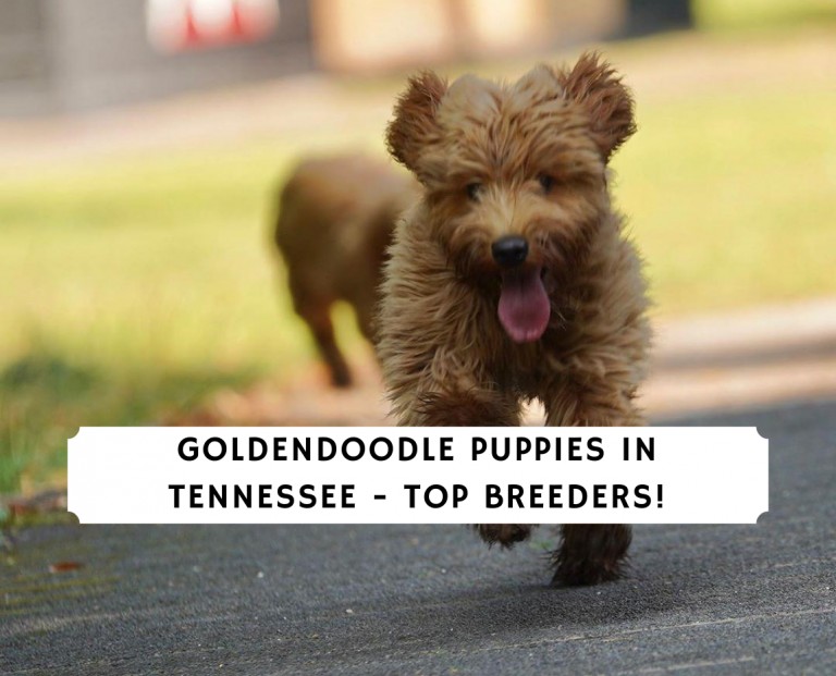 Goldendoodle Puppies In Tennessee Top 3 Breeders