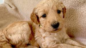 Goldendoodle Filhotes Tennessee Voando Pena Fazendas