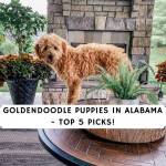 Goldendoodle Puppies in Alabama