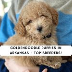 Goldendoodle Puppies in Arkansas