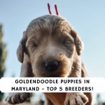 Goldendoodle Puppies in Maryland - Top 5 Breeders!