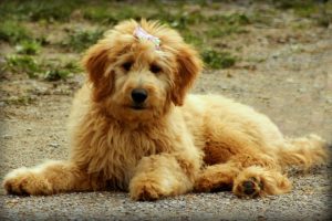 Chiot Goldendoodle au Minnesota