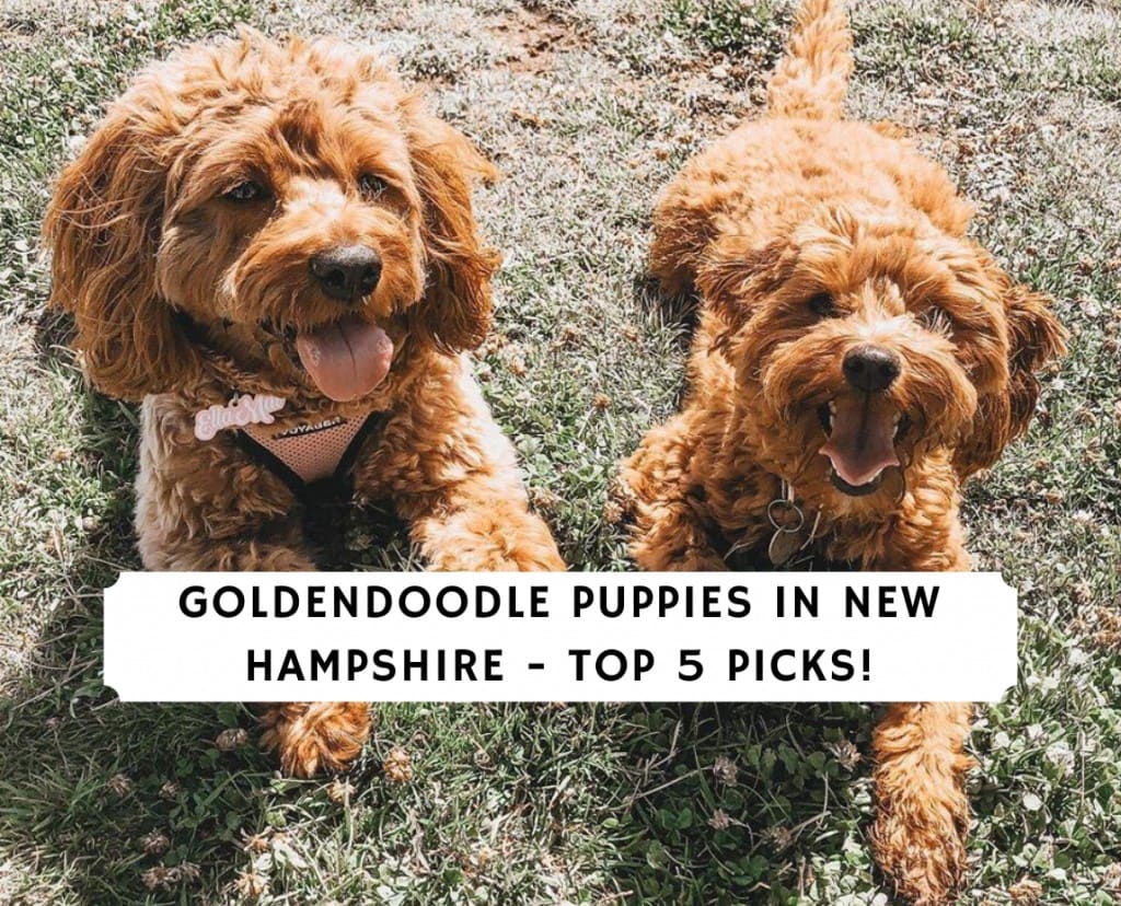 Goldendoodle Puppies in New Hampshire