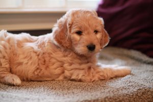 Goldendoodle Puppies in New Hampshire