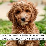 Goldendoodle Puppies in North Carolina (NC)