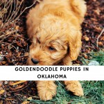 Goldendoodle Puppies in Oklahoma