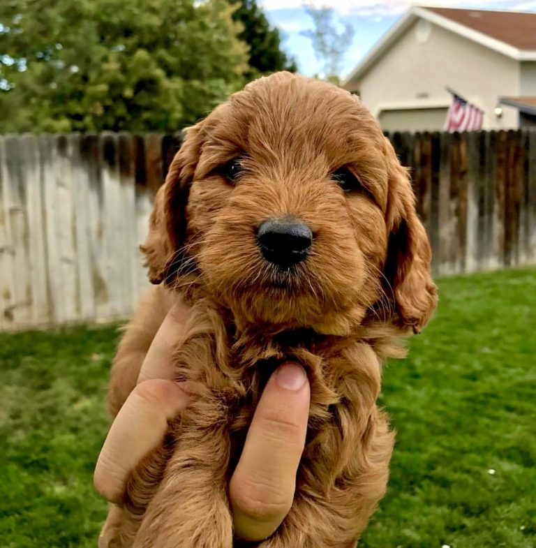 Goldendoodle Puppies in Utah – Top 5 Picks!