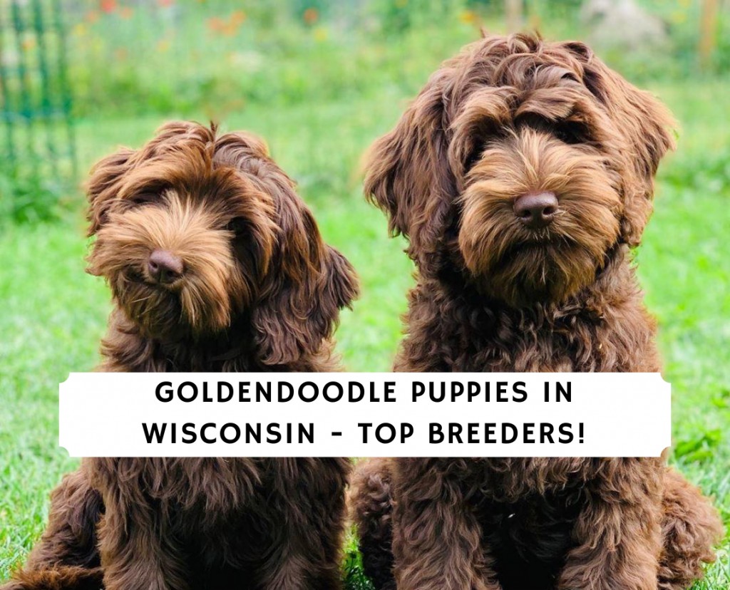 Szczeniaki Goldendoodle w Wisconsin