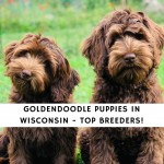 Goldendoodle Puppies in Wisconsin