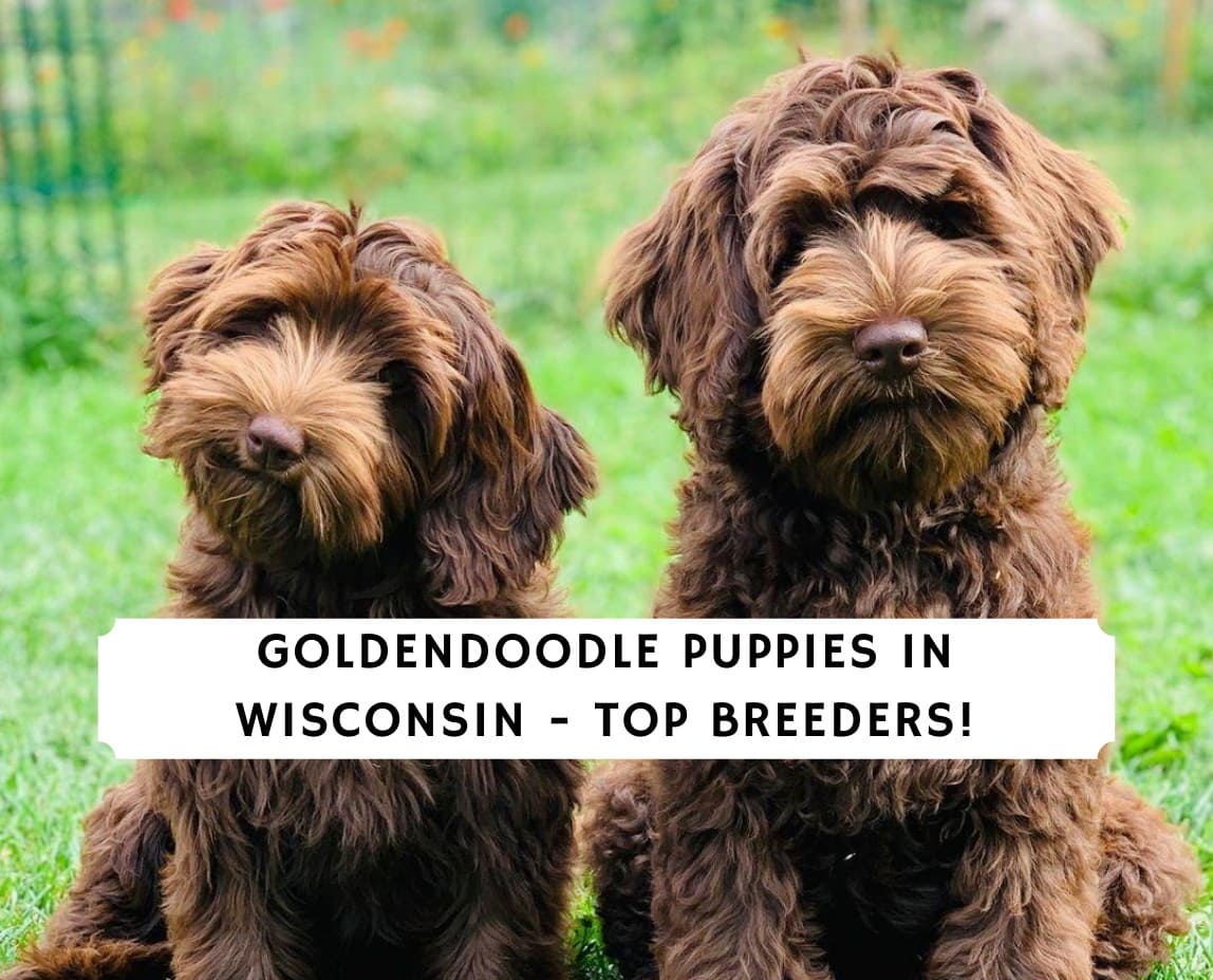 Goldendoodle Puppies In Wisconsin Top 5 Breeders 2021 We Love Doodles