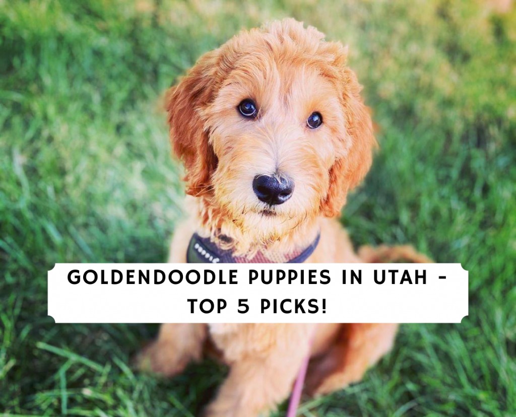 Sir Louis Vuitton - Goldendoodles Utah-Your puppy is waiting!