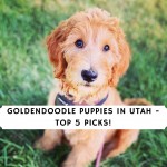 Goldendoodle Puppies in utah