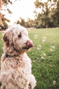 Goldendoodle Reds