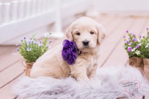 Goldendoodle Puppies In Minnesota Mn Top 5 Breeders We Love Doodles