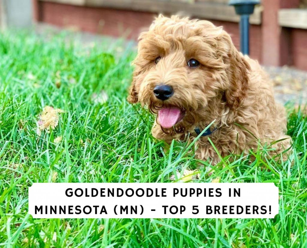 Chiot Goldendoodle au Minnesota (MN) - Top 5 des éleveurs !