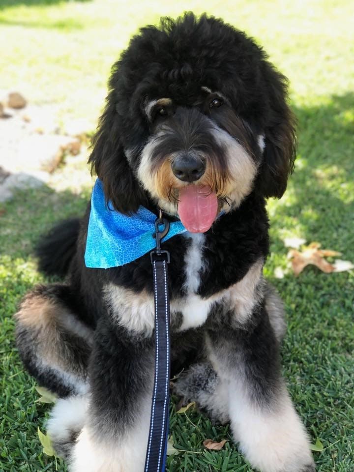 Bernedoodle Puppies in Michigan Top 7 Breeders!