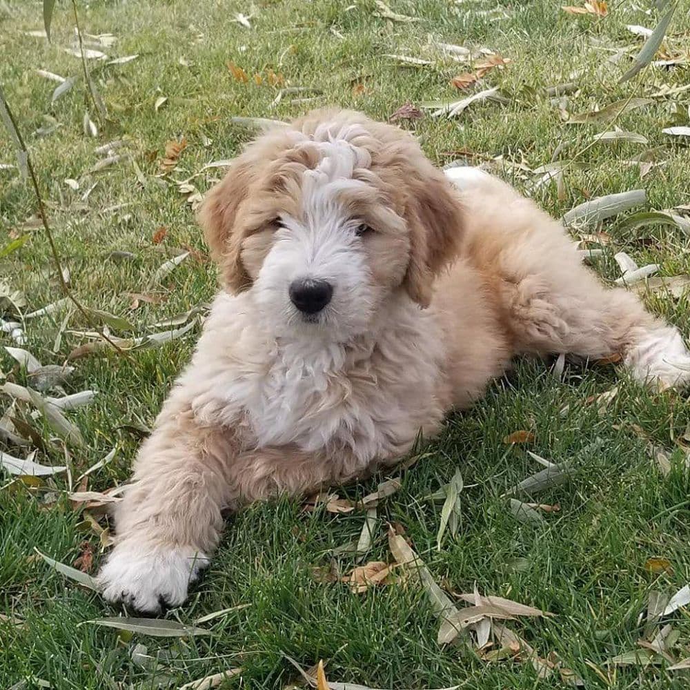 Goldendoodle Puppies in Utah – Top 5 Picks!