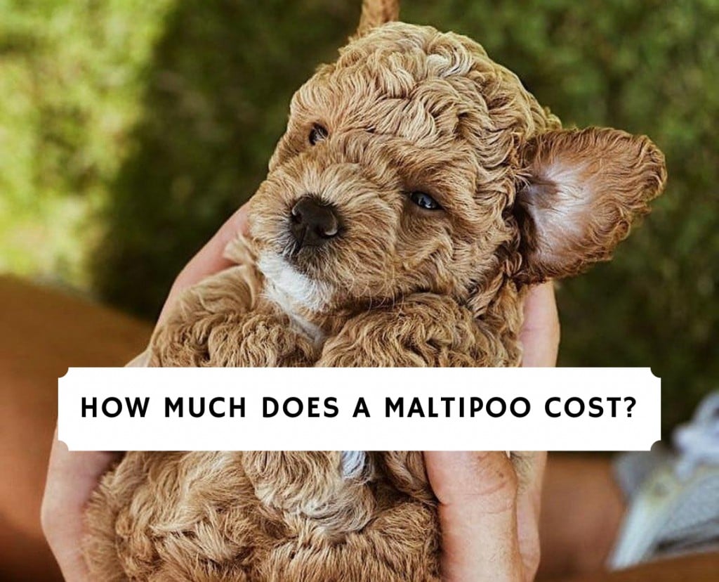 How Much Does A Maltipoo Cost_