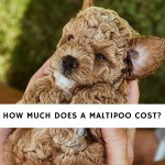 How Much Does A Maltipoo Cost_