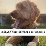 Labradoodle Breeders In Virginia