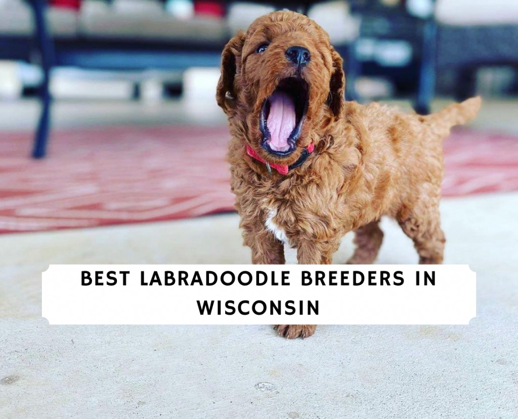 Éleveurs de Labradoodle Dans le Wisconsin