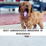 Labradoodle Breeders In Wisconsin