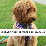 Labradoodle Breeders in Alabama