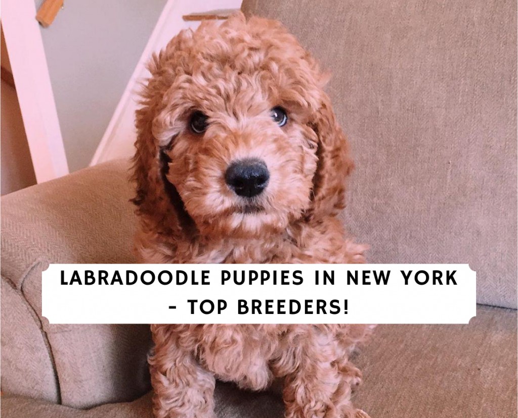 Cuccioli di Labradoodle a New York