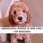 Labradoodle Puppies In New York