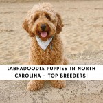 Labradoodle Puppies In North Carolina