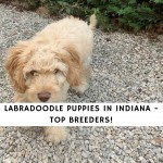 Labradoodle Puppies in Indiana
