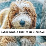 Labradoodle Puppies in Michigan
