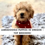 Labradoodle Puppies in Oregon