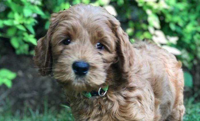 Labradoodle Breeders In Wisconsin - Top 5 Picks! - We Love Doodles