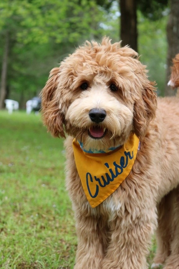 Goldendoodle Puppies in Pennsylvania (PA) Top 6 Breeders! (2024) We