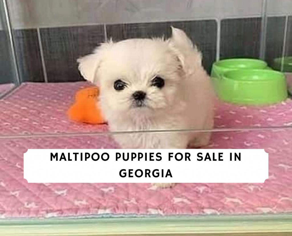 Maltipoo Puppies for Sale in Georgia