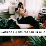 Maltipoo Puppies for Sale in Ohio
