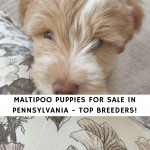 Maltipoo Puppies for Sale in Pennsylvania
