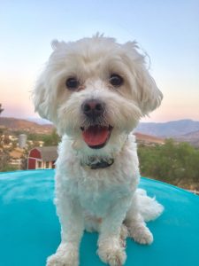 teacup maltipoo rescue