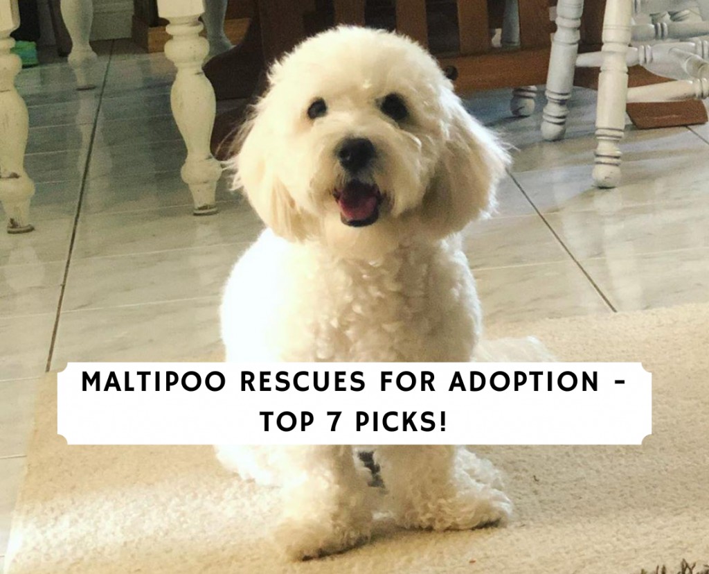 Maltipoo store rescue dfw