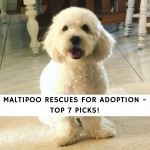 Maltipoo Rescues for Adoption