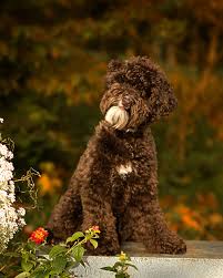 Środkowy Labradoodles WI