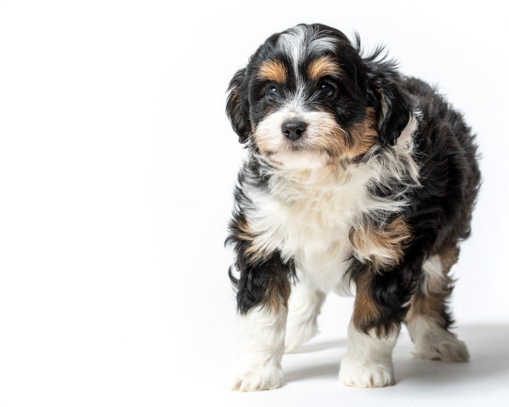 Aussiedoodle Rescues for Adoption - Top 5 Picks! - We Love Doodles