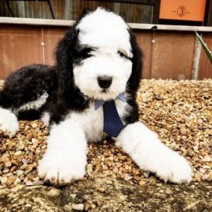 mini sheepadoodle rescue