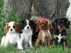  vores familie Cavaliers