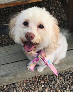 cockapoo rescue north west